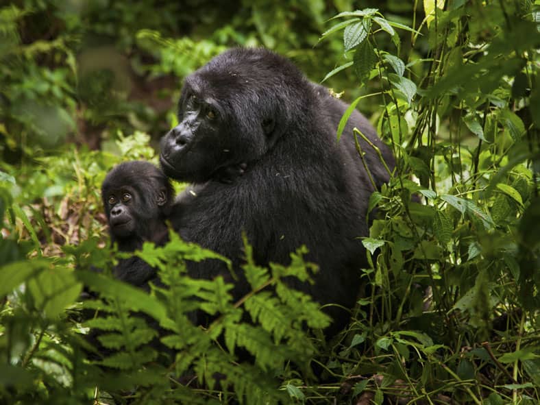 Mountain gorillas Rwanda 