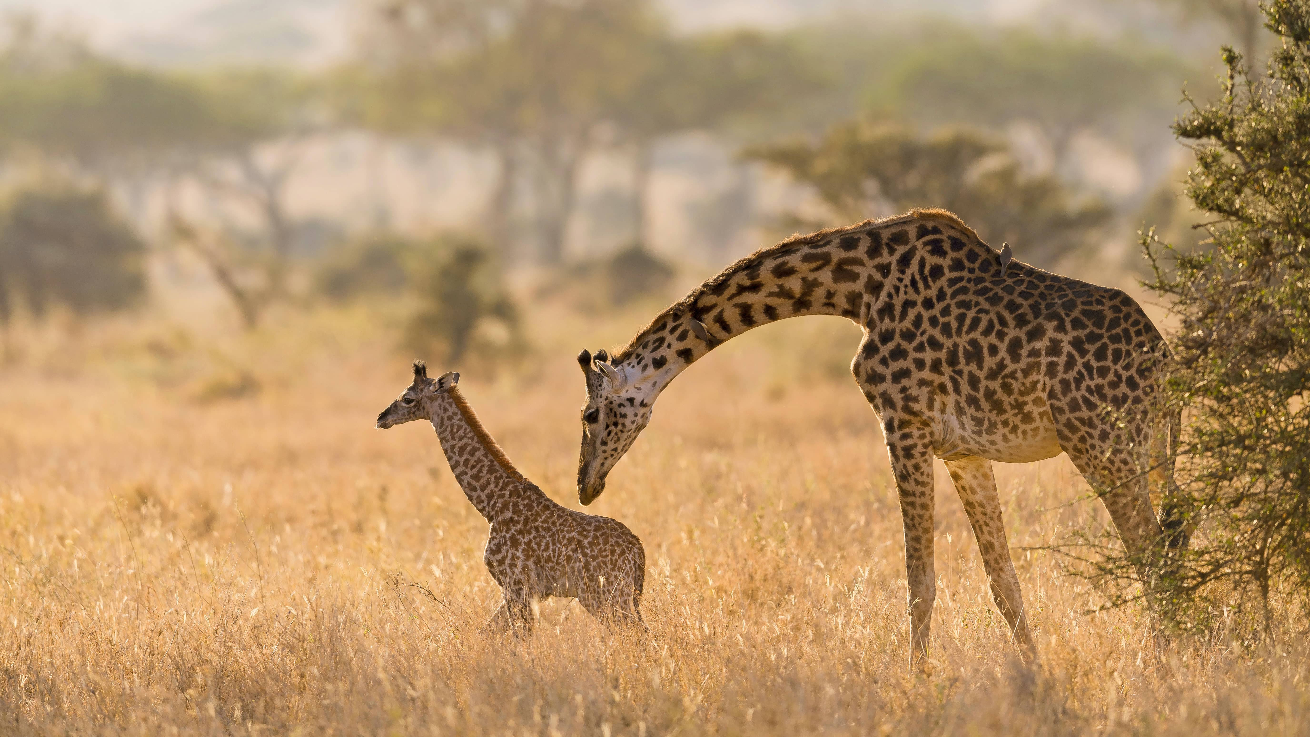 A giraffe mother grooming her calf in the Serengeti 