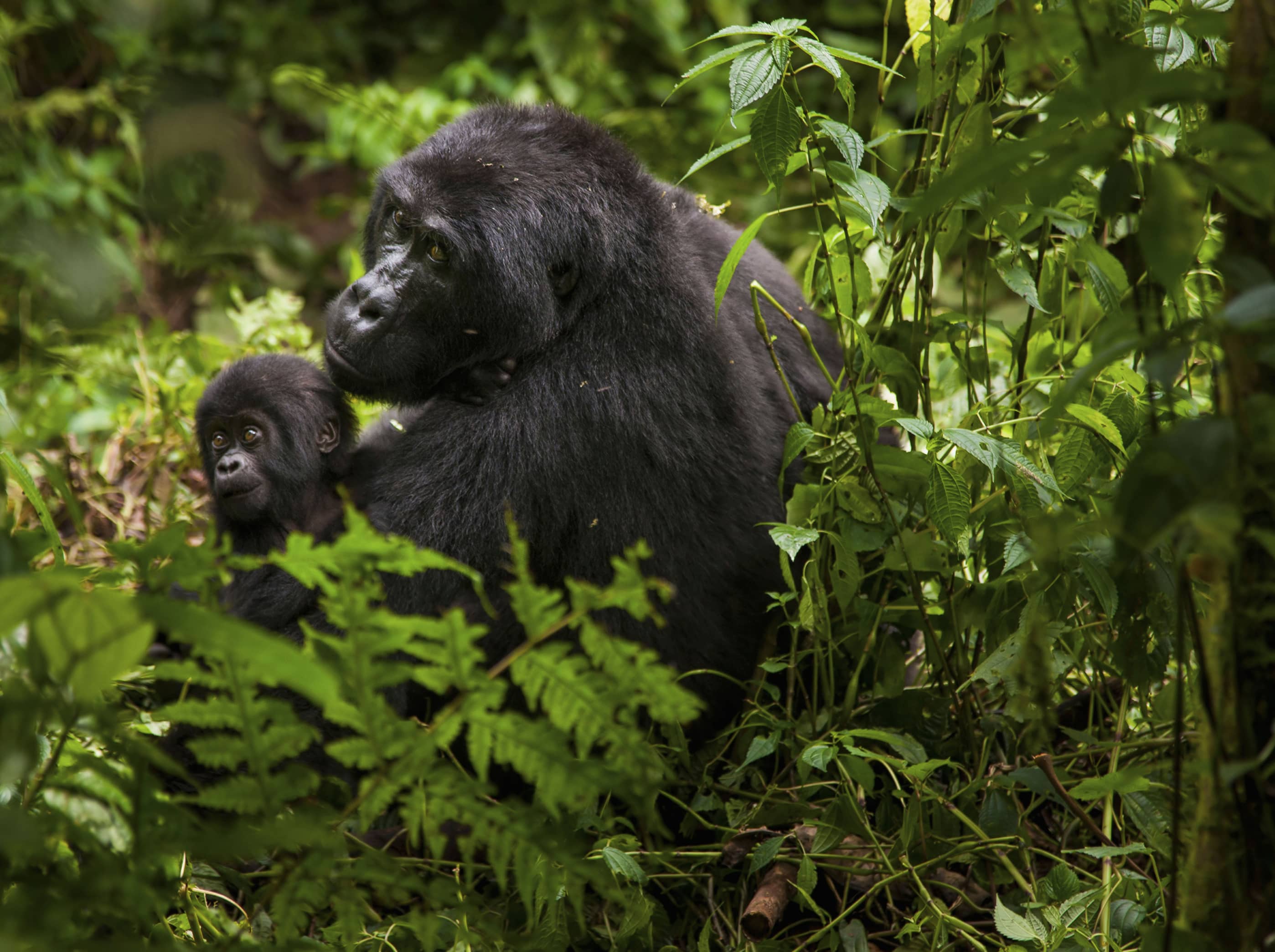  Observe elusive mountain gorillas up close in Rwanda.  