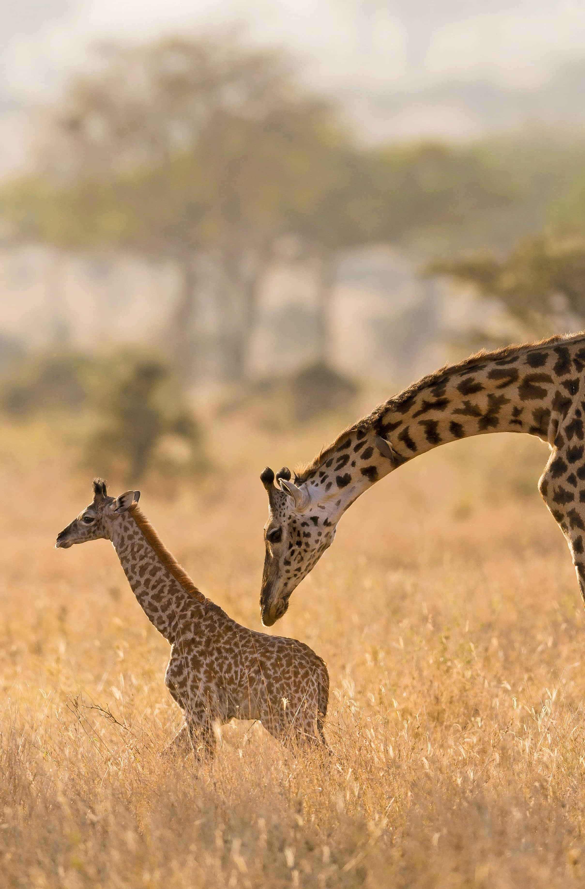  Serengeti  