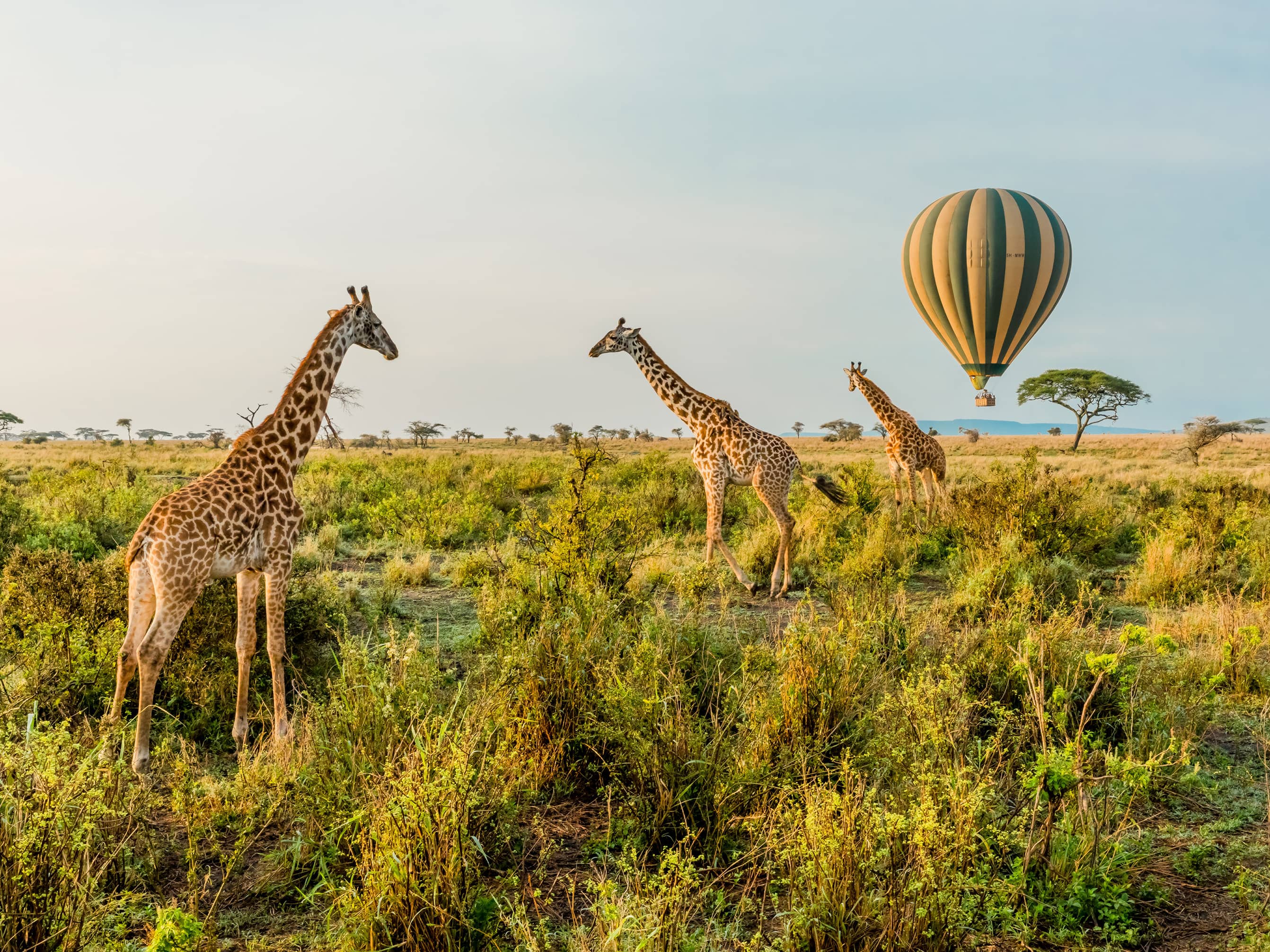  Soar above the Serengeti in a hot air balloon  