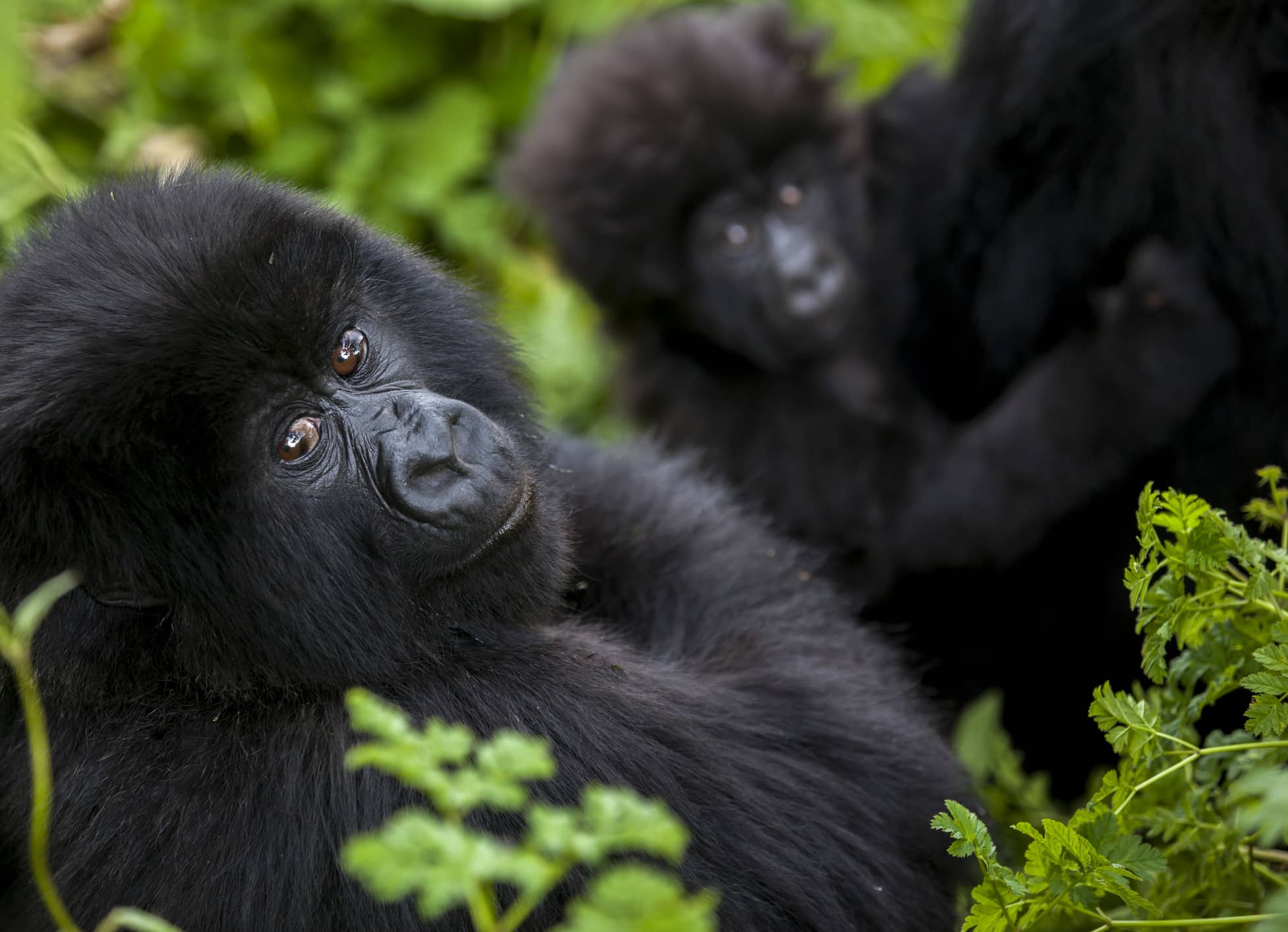  Observe elusive mountain gorillas up close in Rwanda  