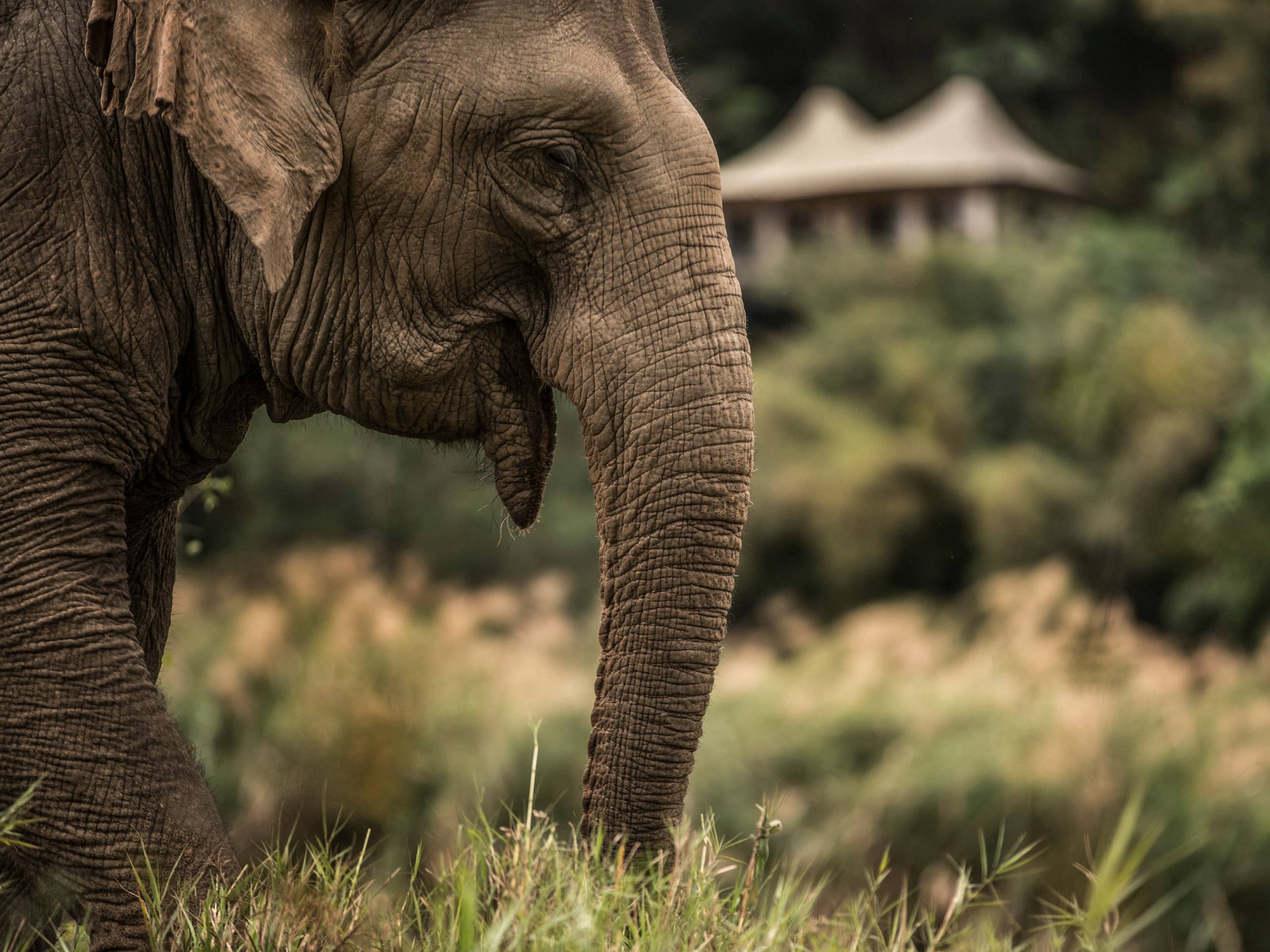  Encounter graceful Thai elephants  