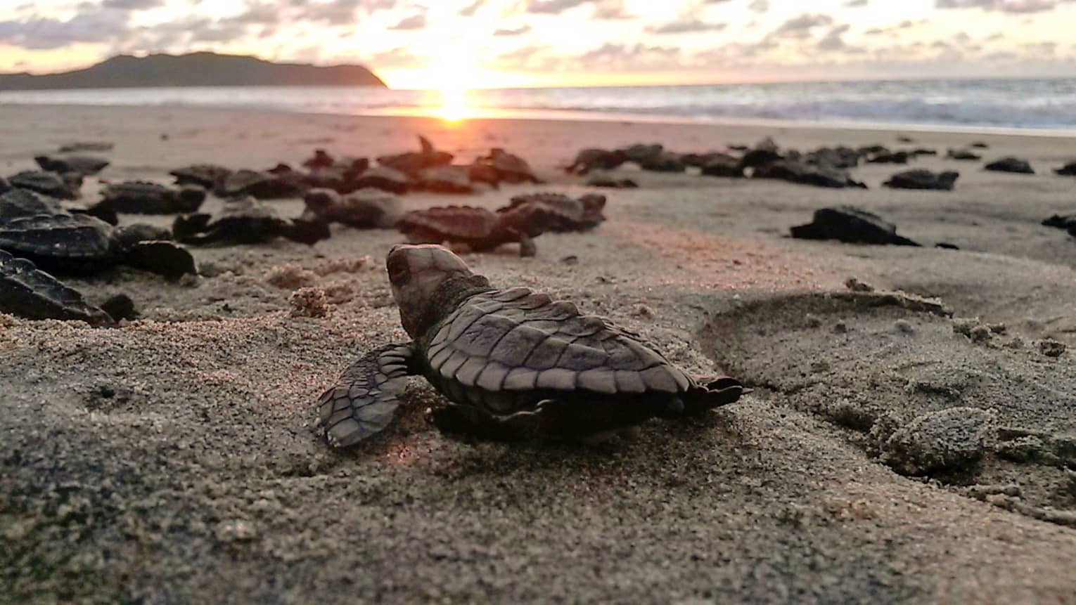 This image depicts a group of baby sea turtles moving on a beach with the sun in the distance, and is connected to ESG and sustainability 