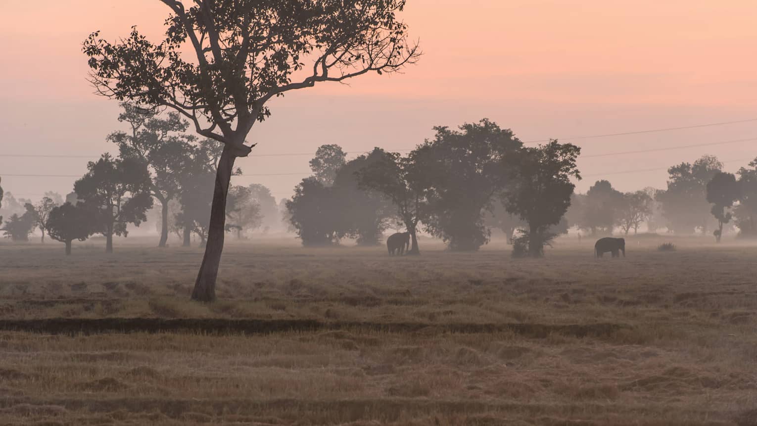 A serene landscape at dawn with a soft, pinkish-orange sky. Elephants are grazing in a misty field, surrounded by tall trees, creating a peaceful and picturesque scene.