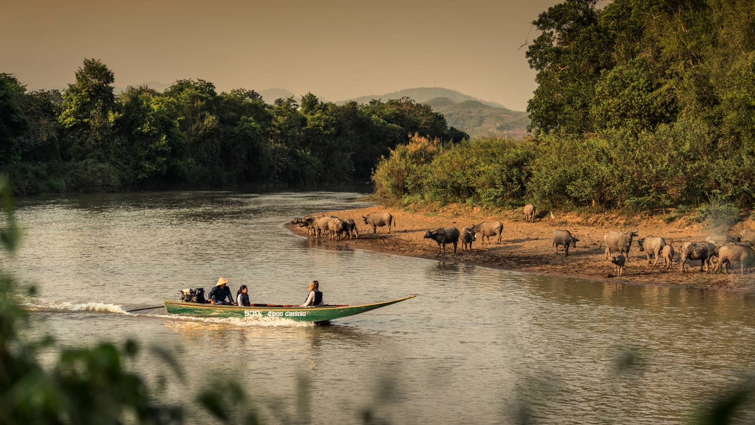 Longtail boat passes animals on the shore of the Ruak river 