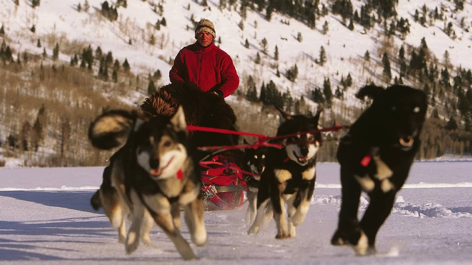A group of dogs pulling a sled over the snow with a man in a red jacket in it