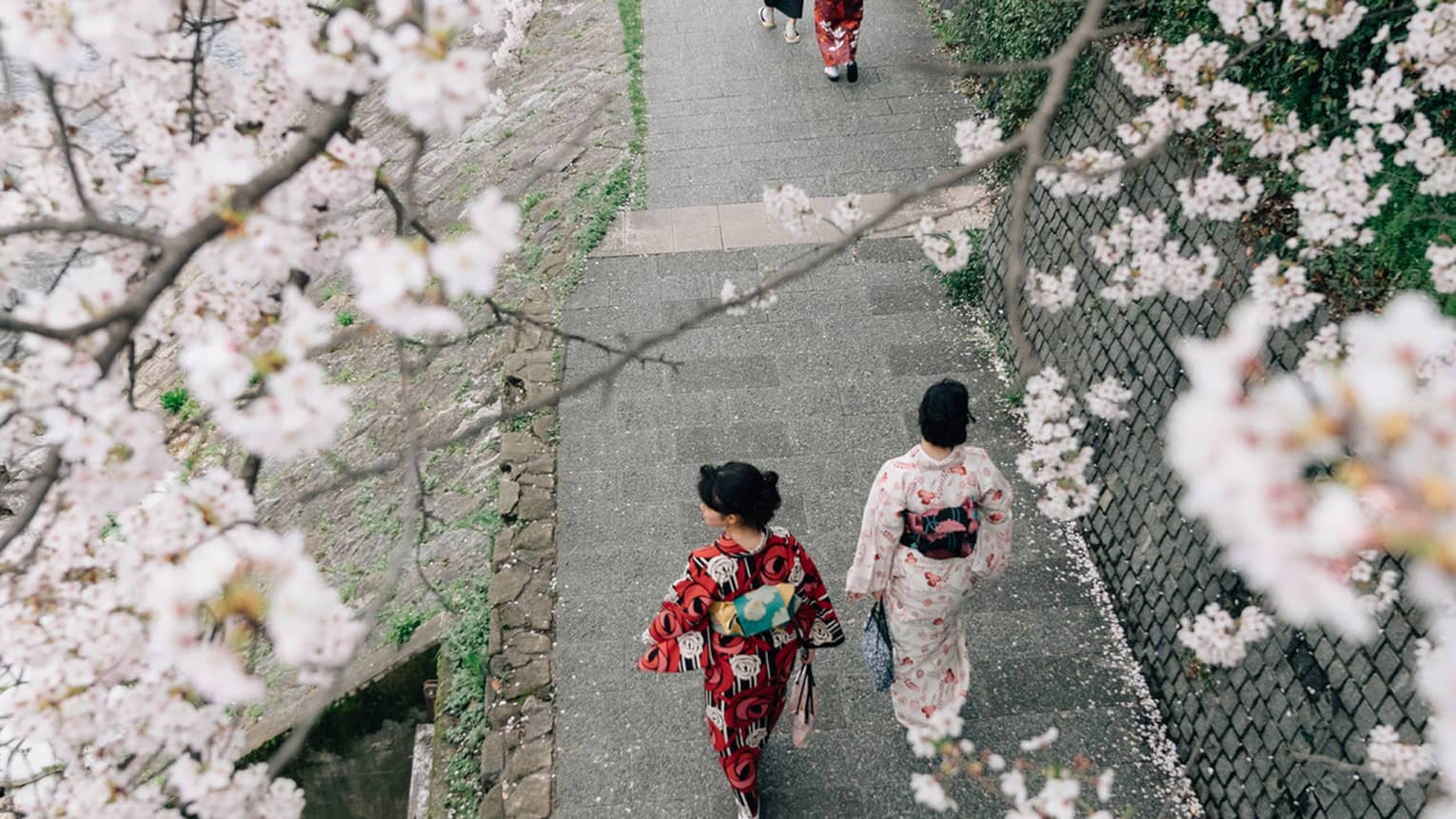 Aerial shot of two women dressed in traditional kimonos walk down the sidewalk, cherry blossom trees framing their retreating frames