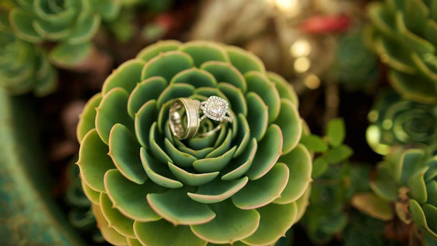 Wedding band, engagement ring resting on top of succulent tropical plant 