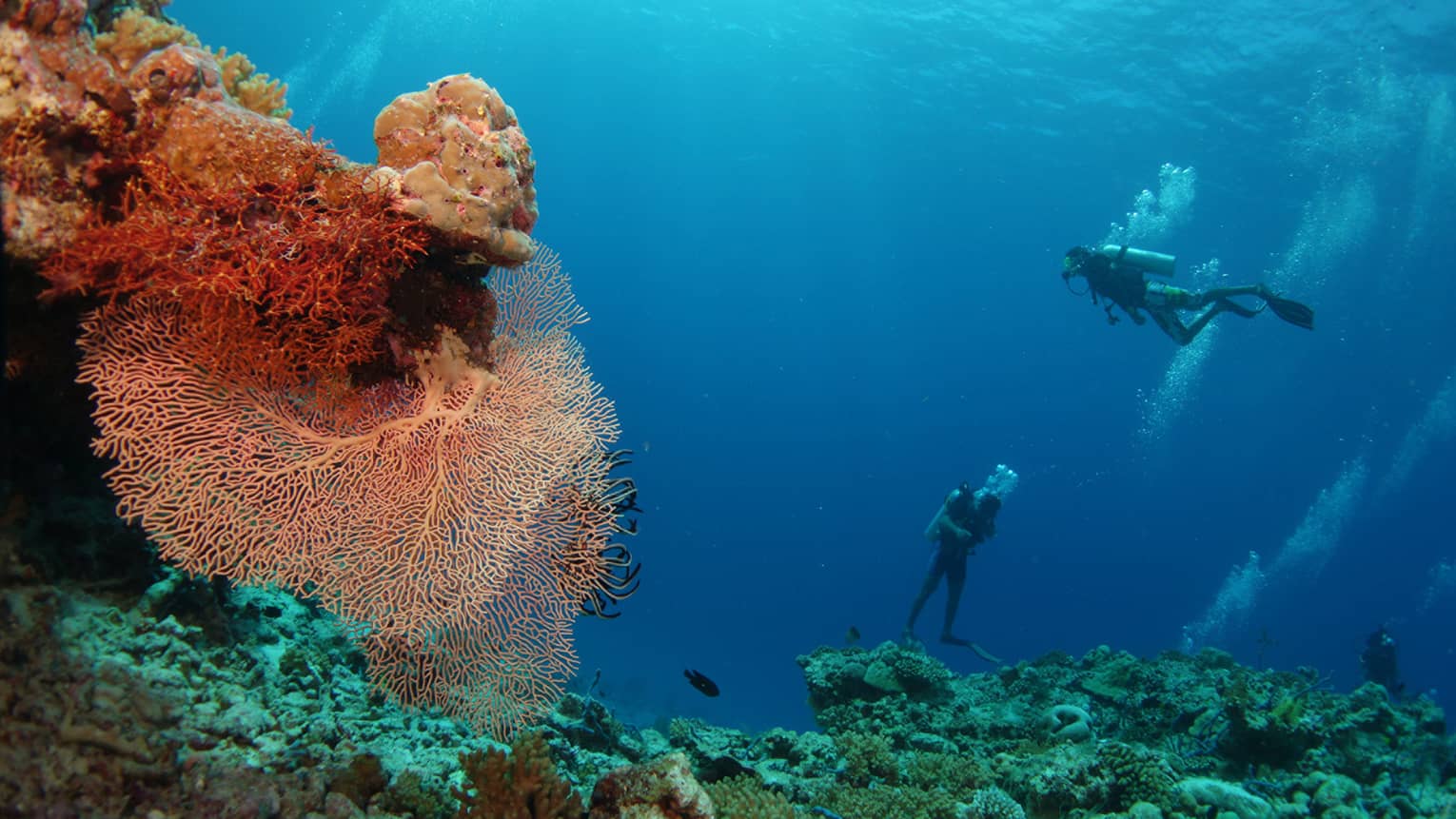 Two scuba divers underwater near colourful coral