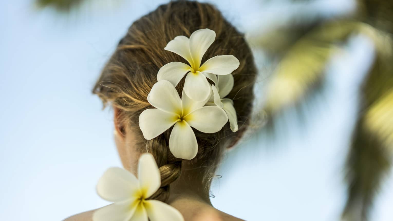 Back of woman's hair with tropical white flowers