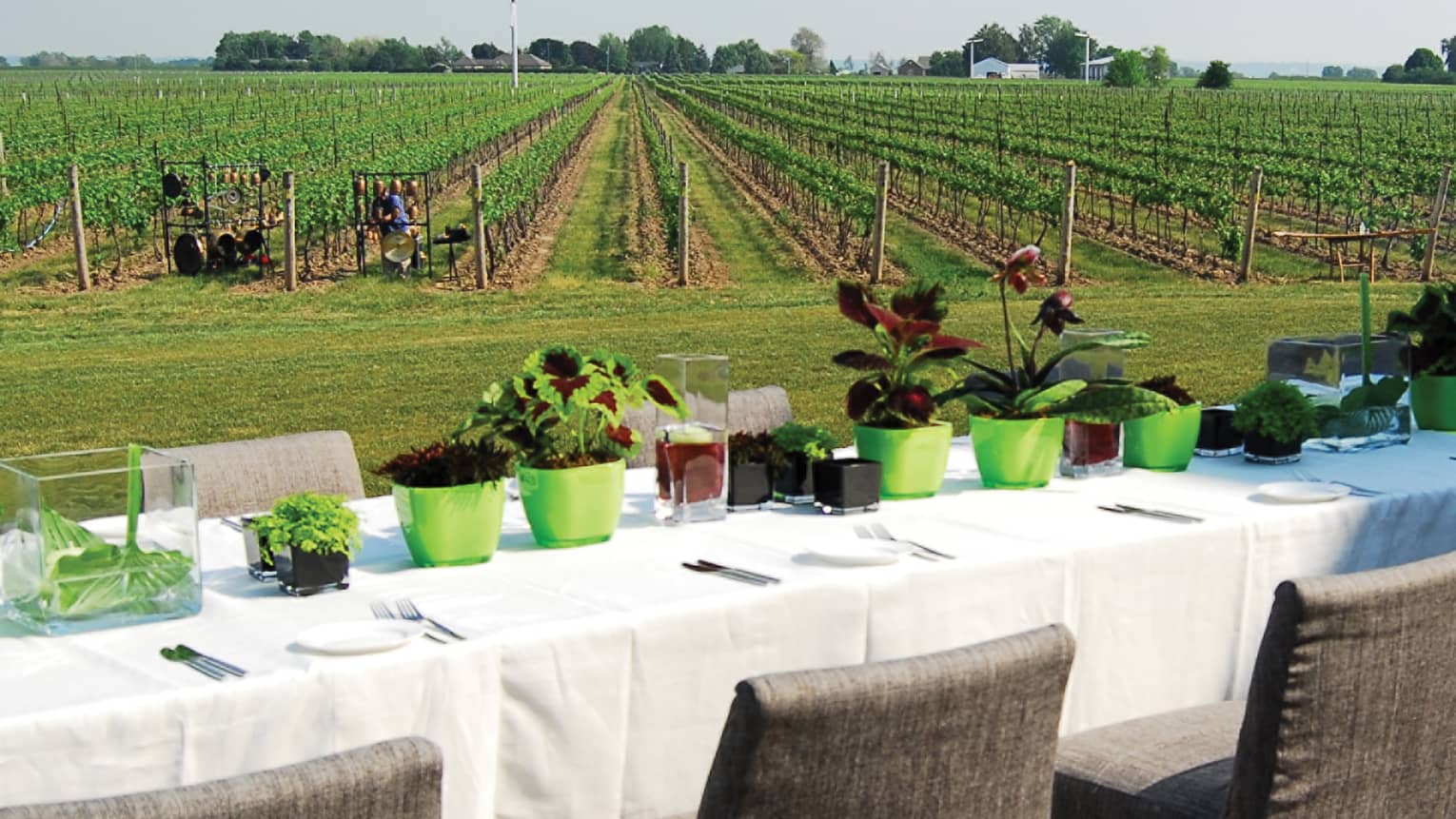 Long outdoor dining table in front of green vineyards in Niagara 