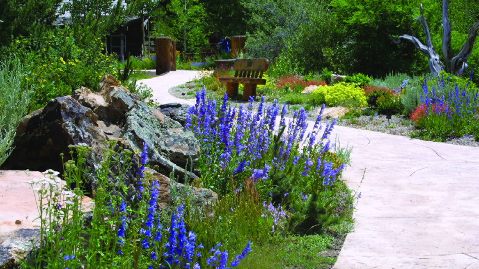 Garden with walkway and purple flowers on the sides.