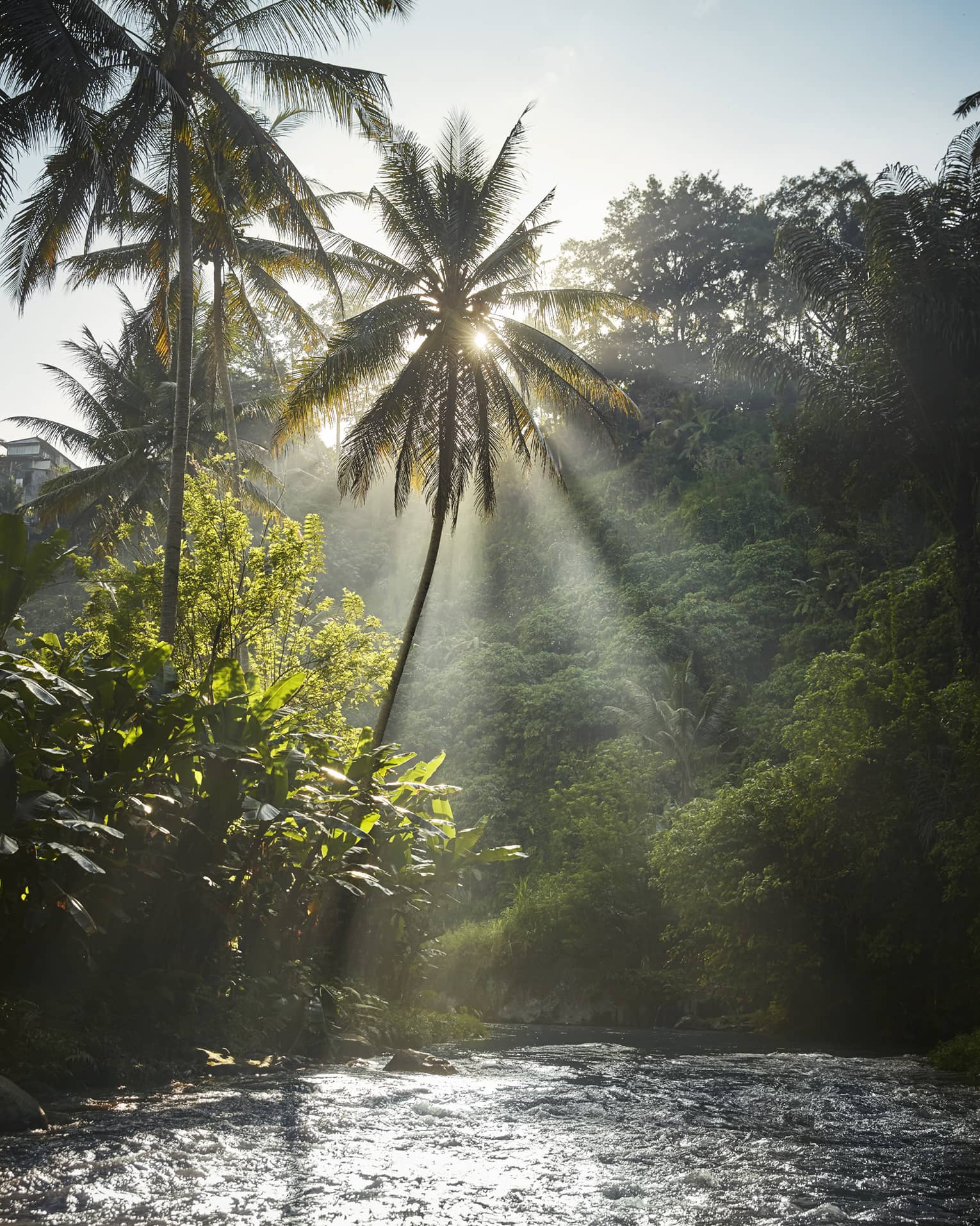 Light streams though the leaves of a palm tree and onto a river