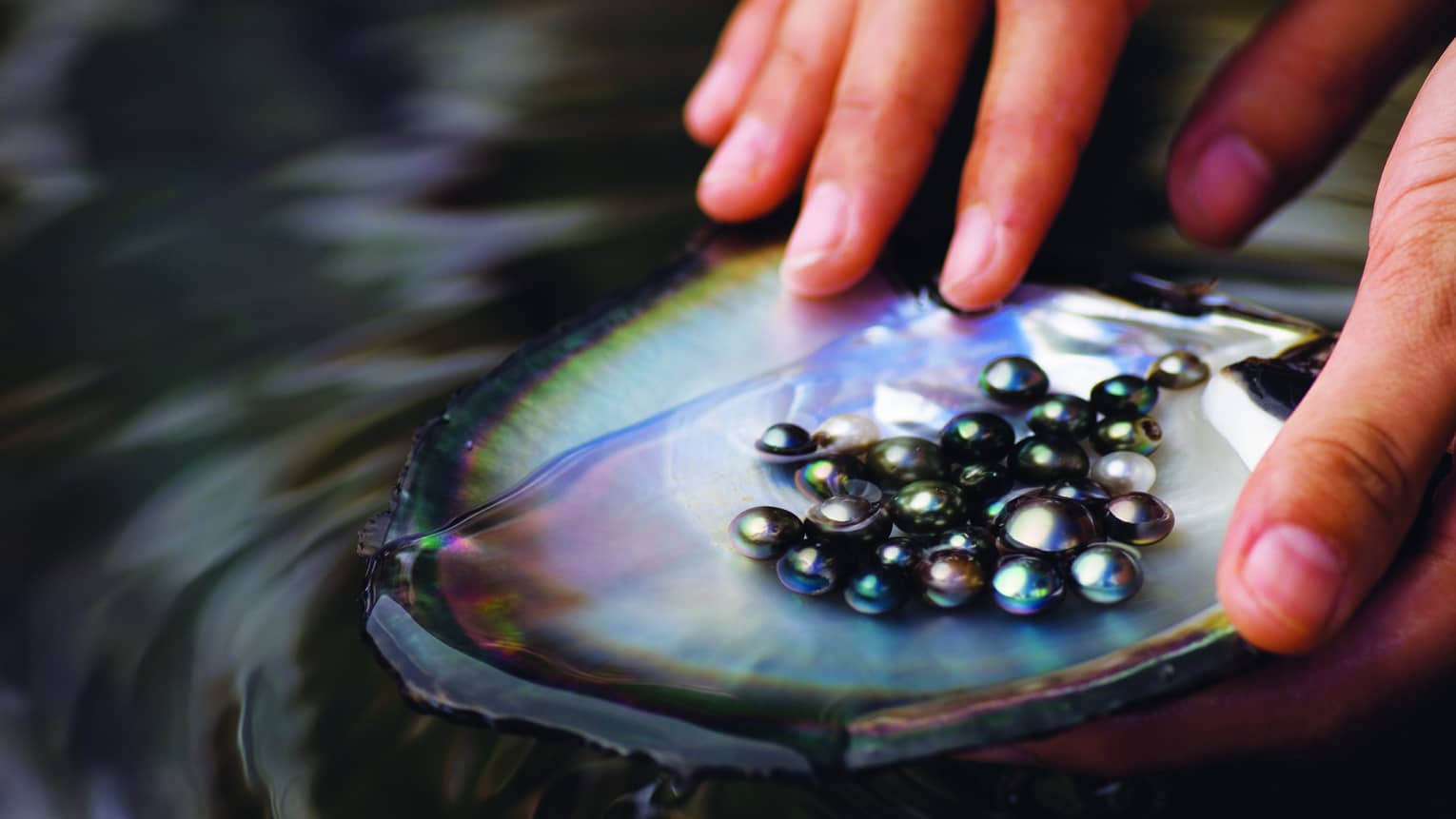 Tahitian black pearls being washed in Bora Bora's shop Tahia