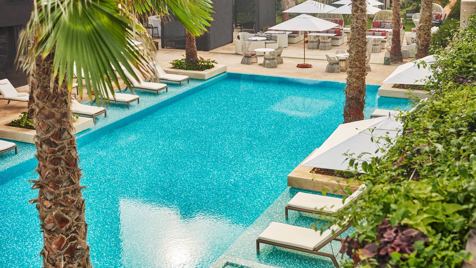 Blue outdoor swimming pool lined by white lounge chairs, umbrellas, palm trees