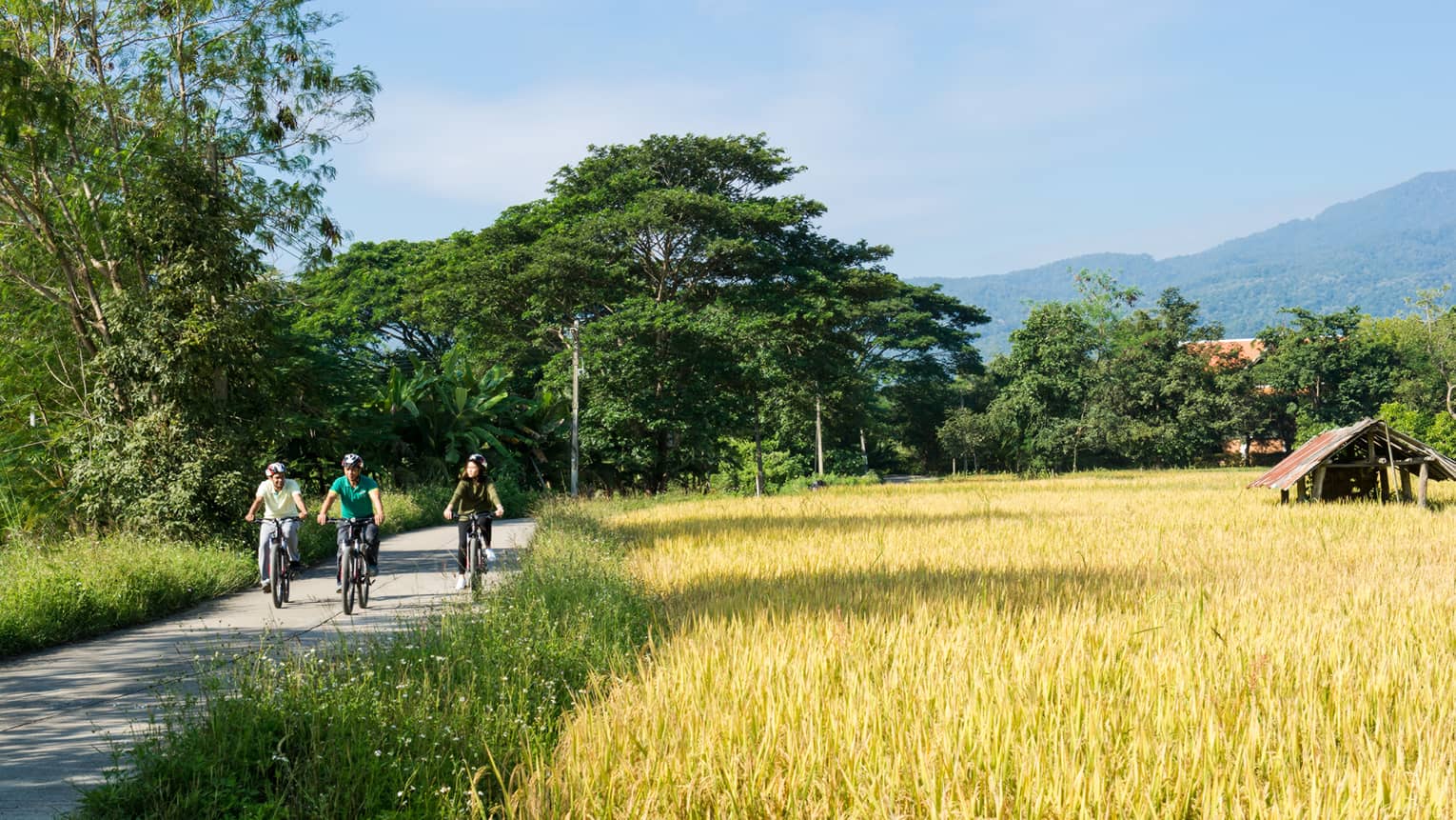 Tour de Mae Rim, three people ride bicycles down path past golden field