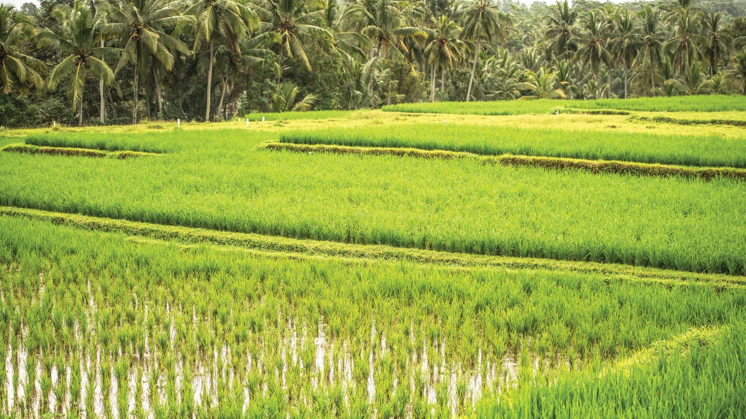 Bright green rice field in Bali, with palm trees at the edge of the field