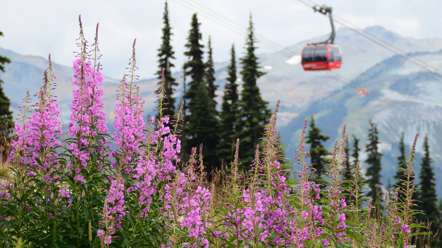 A ski lift soaring over the mountains and pink blossoms.