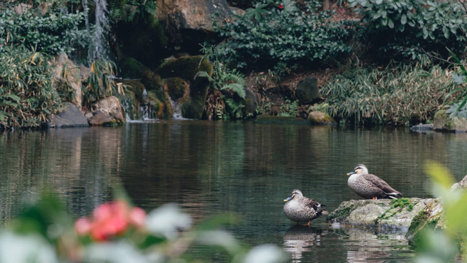 Two female mallard ducks sit pondside