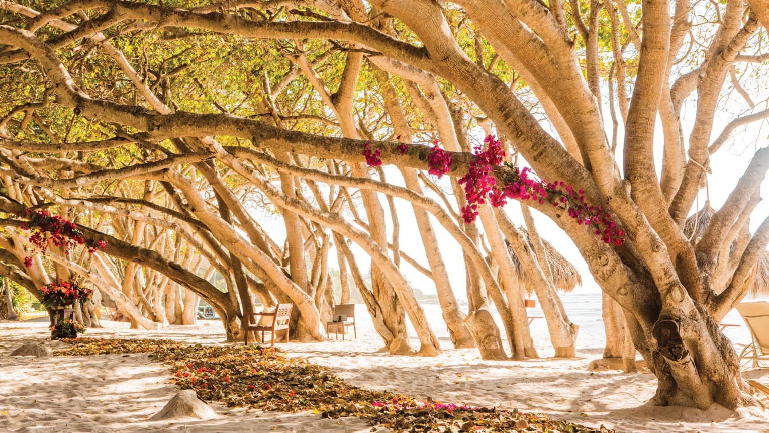 Row of trees, branches with pink flowers stretch over beach trail