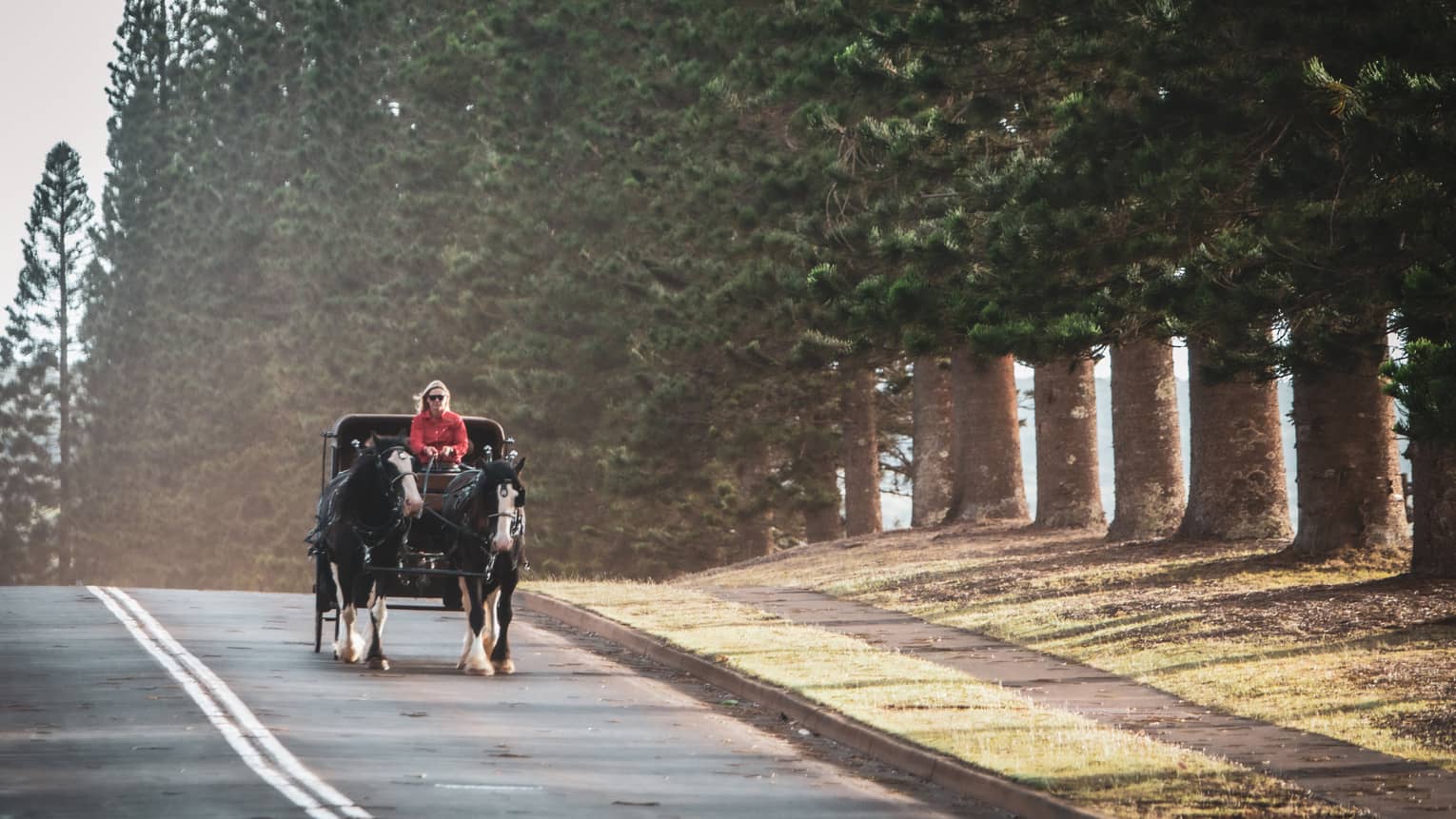 Two horses drawing a carriage on a paved road against a backdrop of tall evergreens, the driver in a bright red shirt.