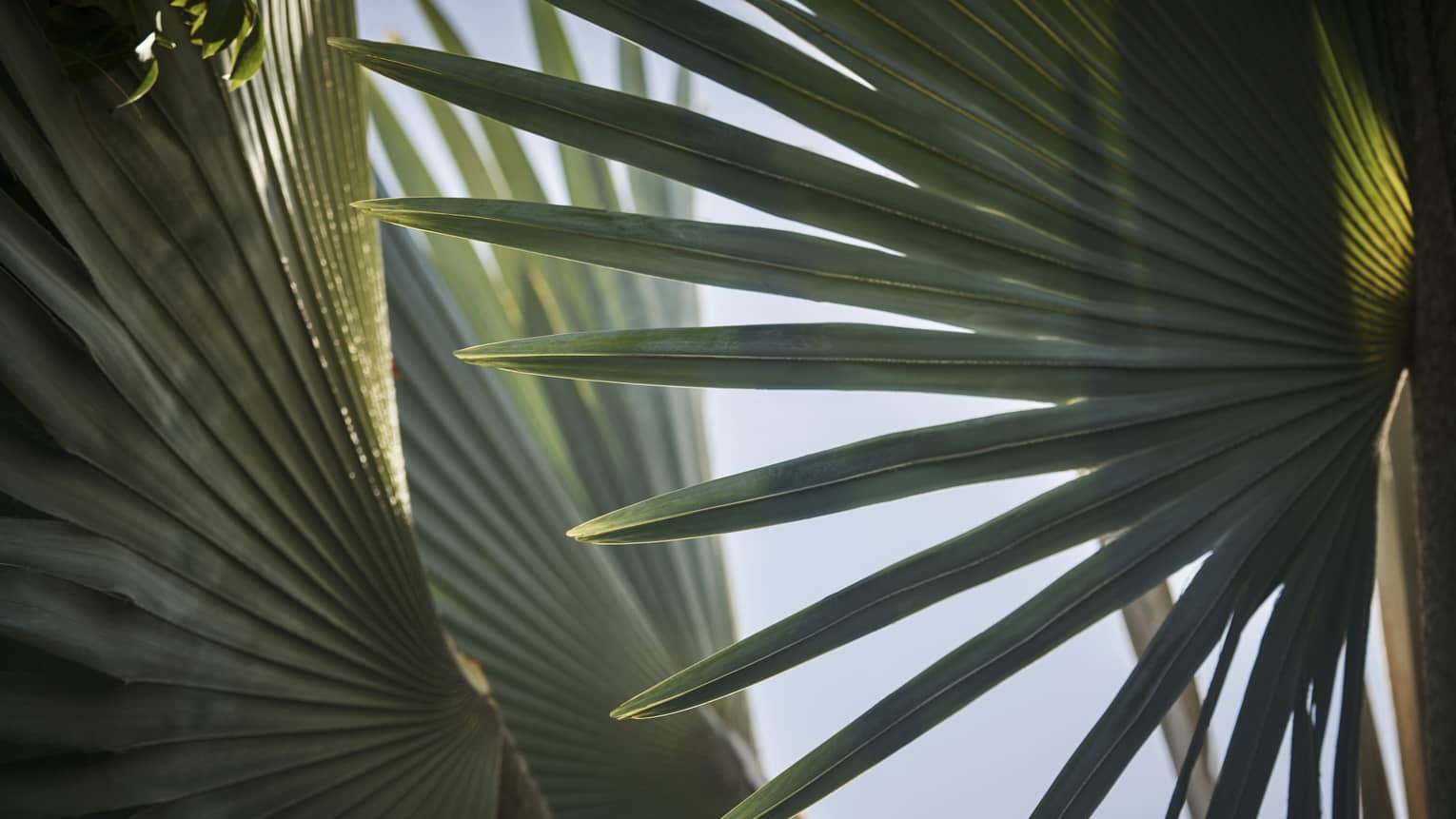 The leaves of a palm tree.