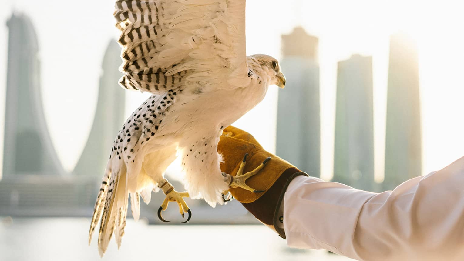 beautiful bird about to take flight with urban city buildings and sky scrapers in the background