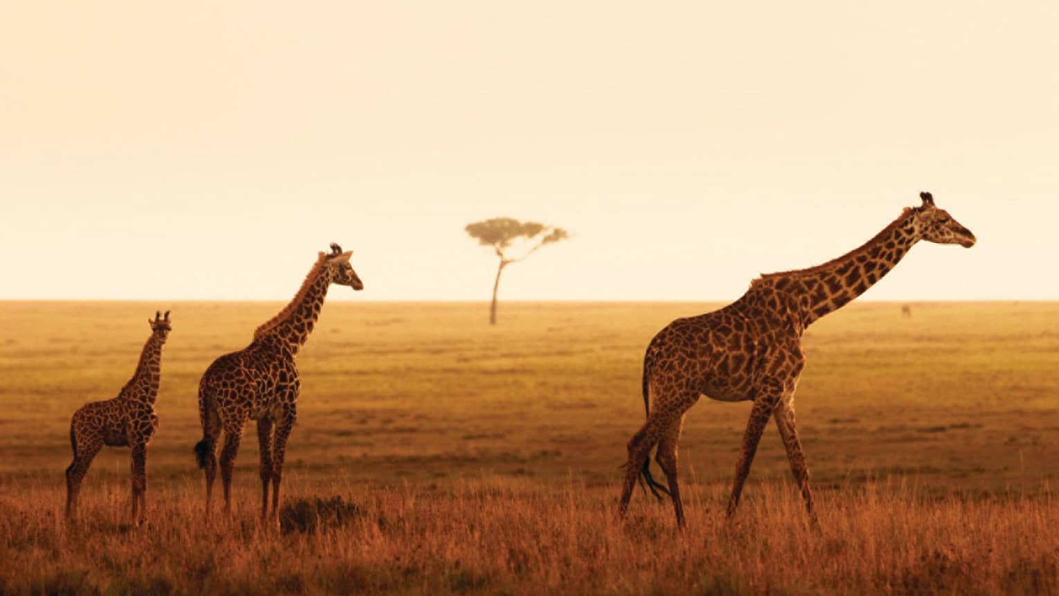 Giraffe family walks along grassy plain during orange sunset