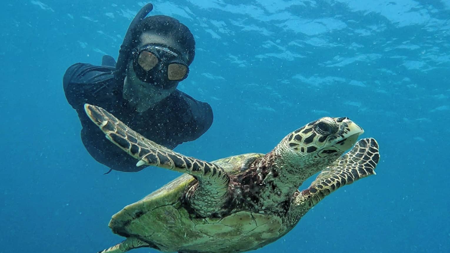 A snorkeller swimming with a sea turtle.