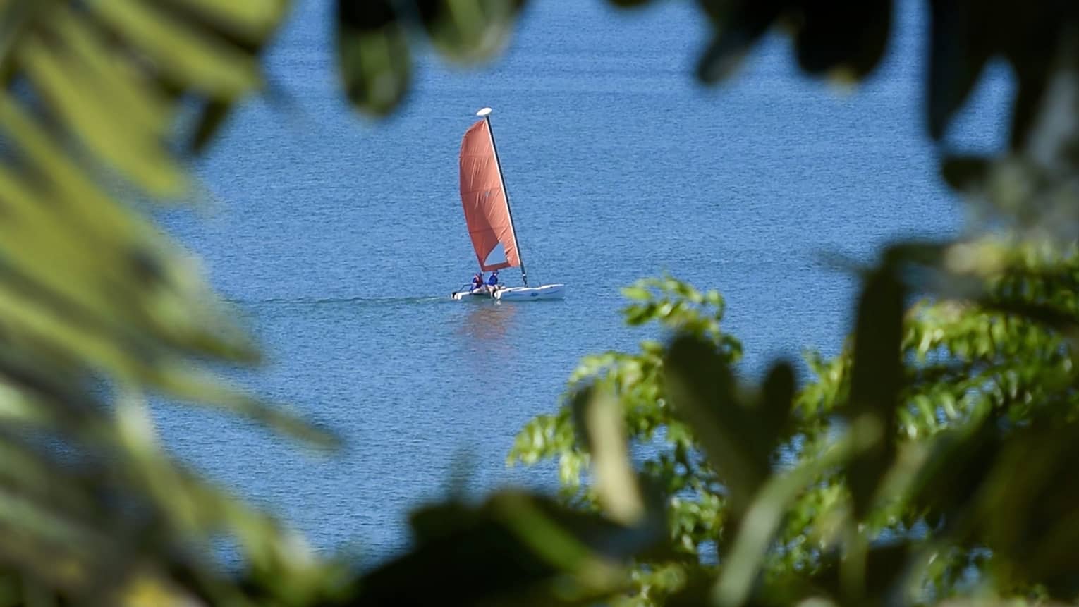 A sailboat on the ocean spotted through a tree 