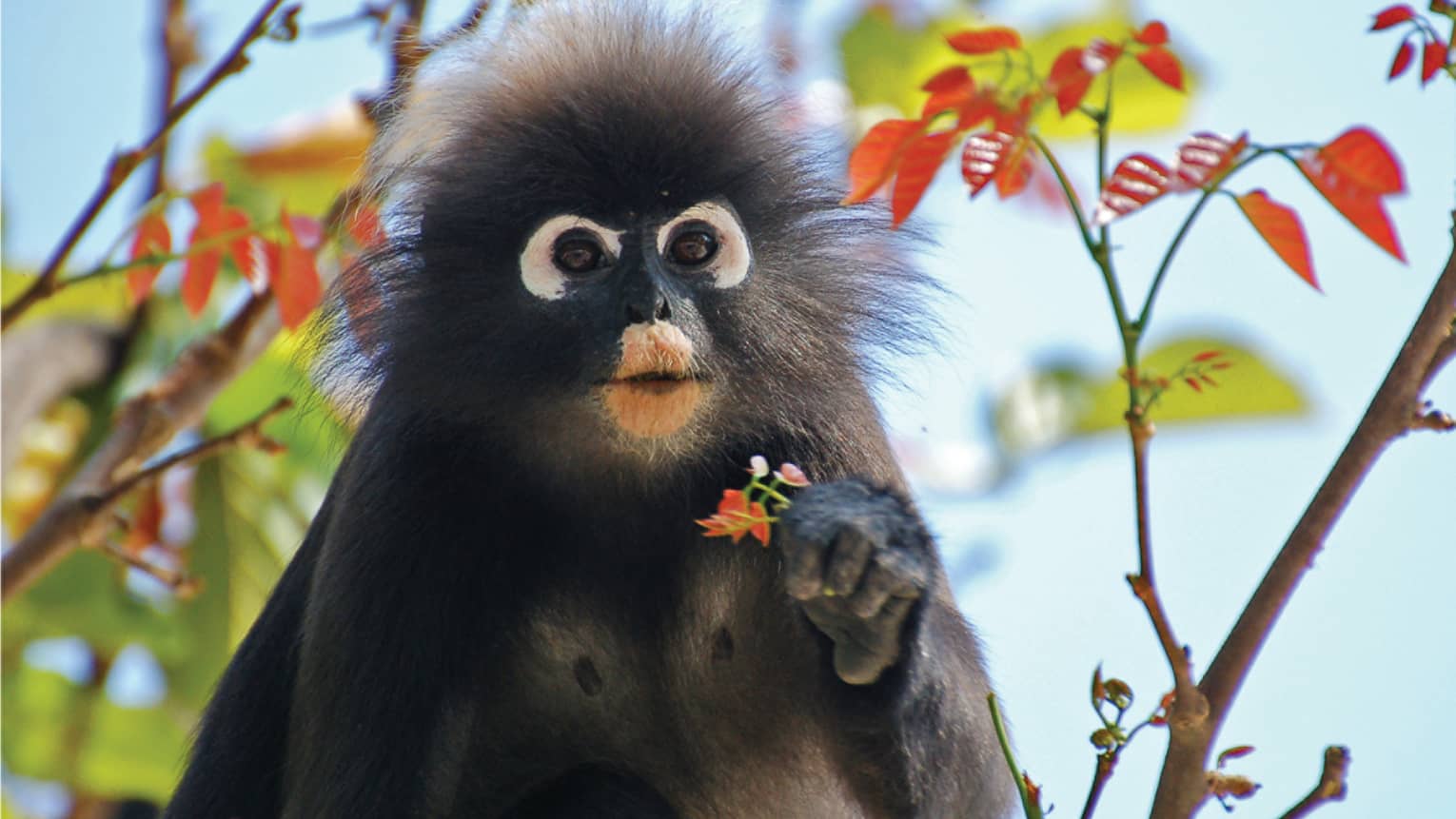 Close-up of dusty leaf monkey with wide eyes, frizzy hair around face