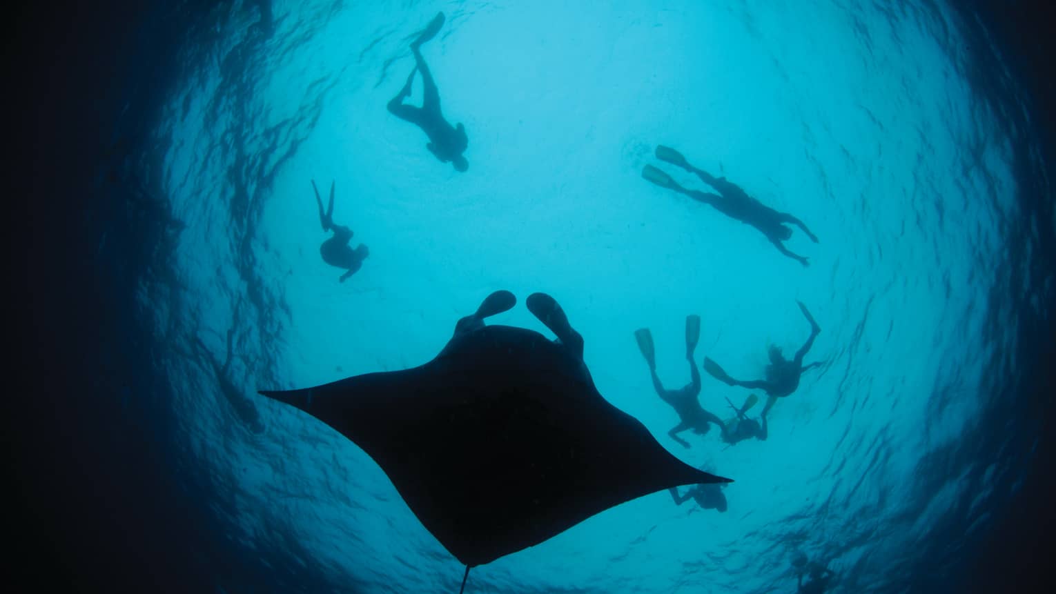 Silhouette of large manta ray in lagoon, snorkelers floating above