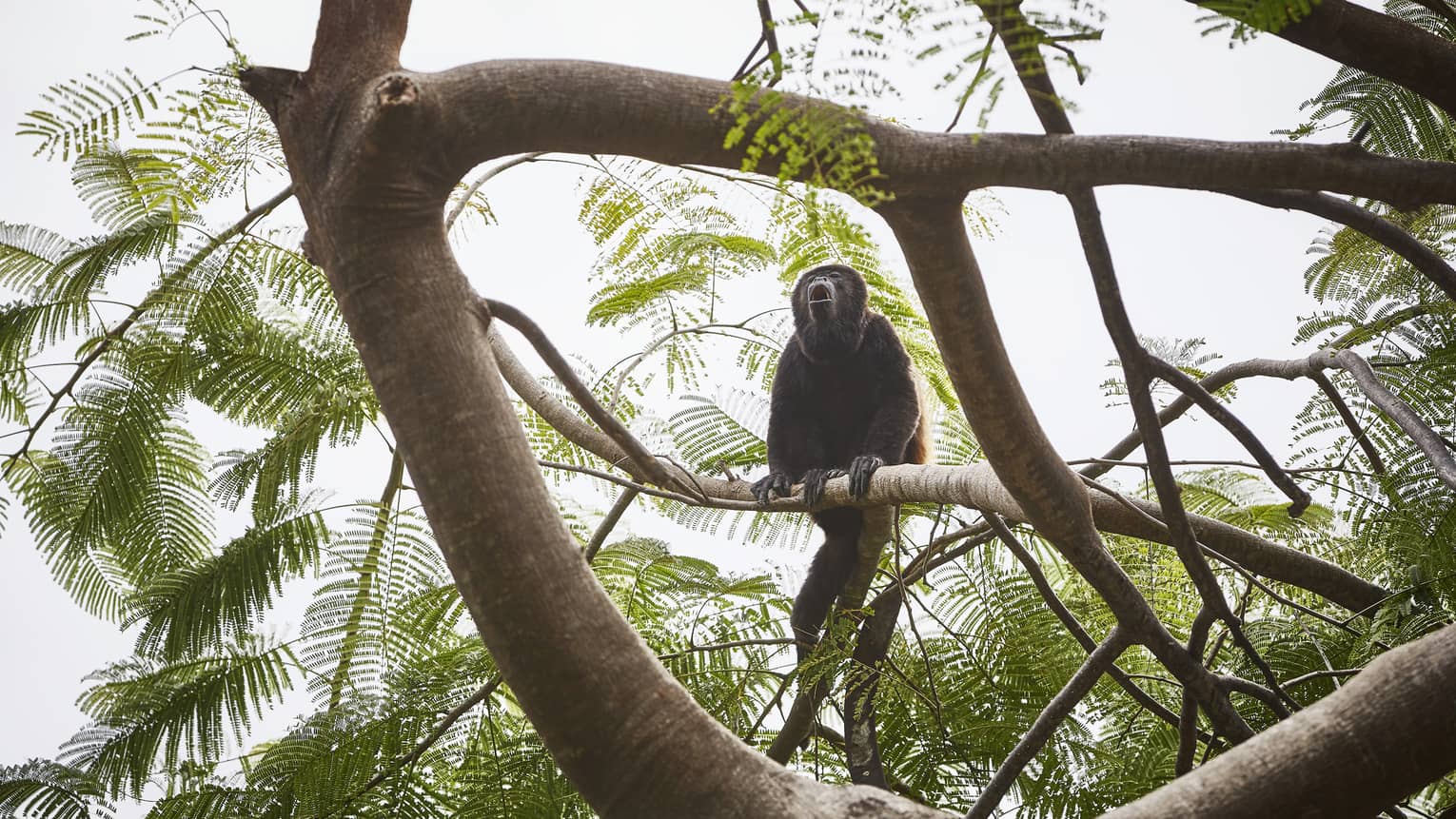 A howler monkey sits in a tree
