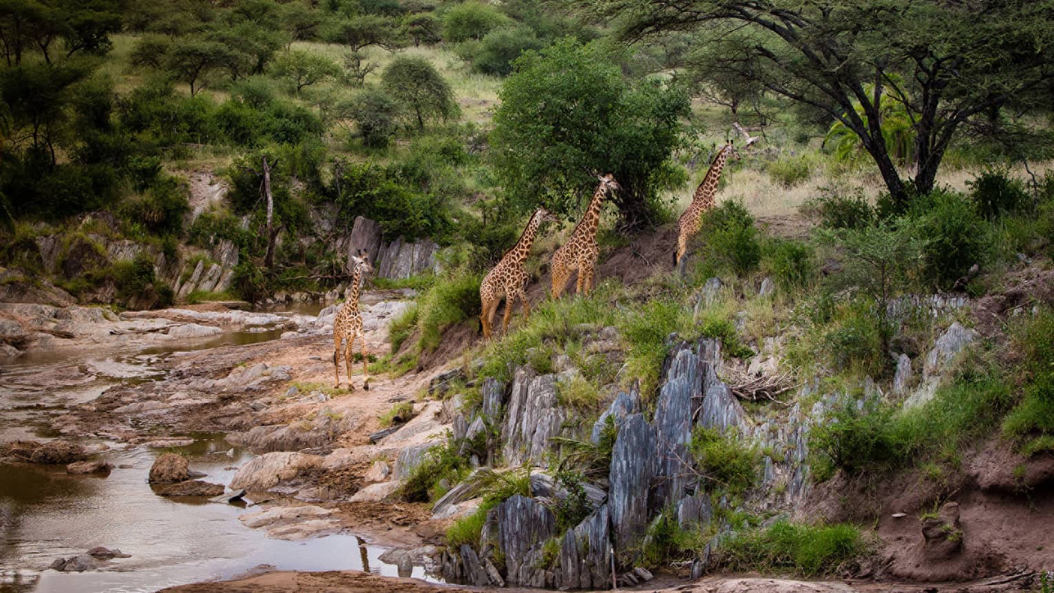 Four tall giraffes walking up rocks along riverbed