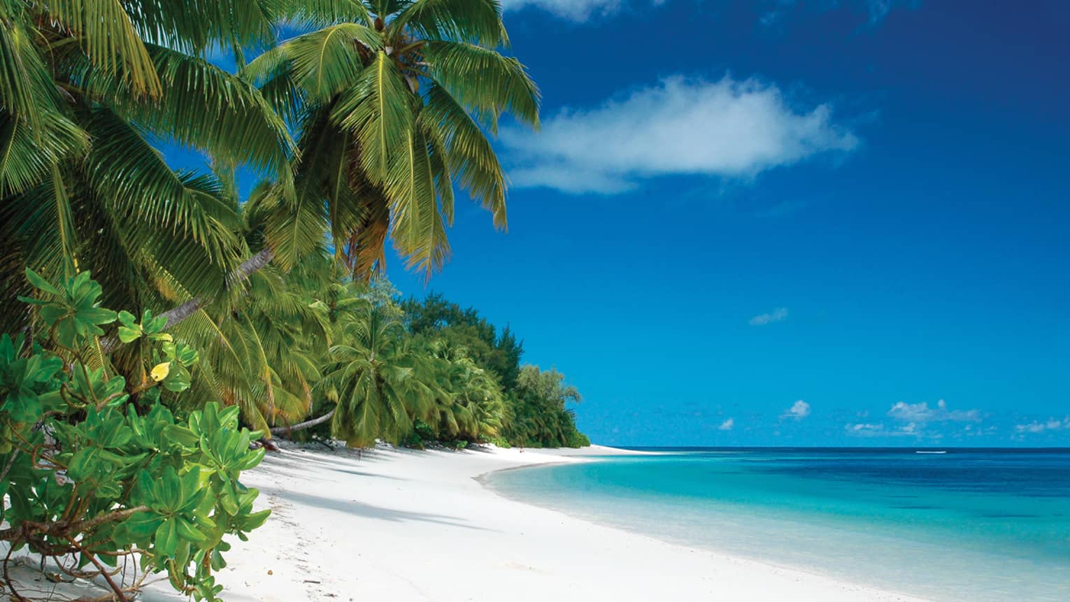 Green  tropical plants and large palms over white sand beach, bright blue ocean