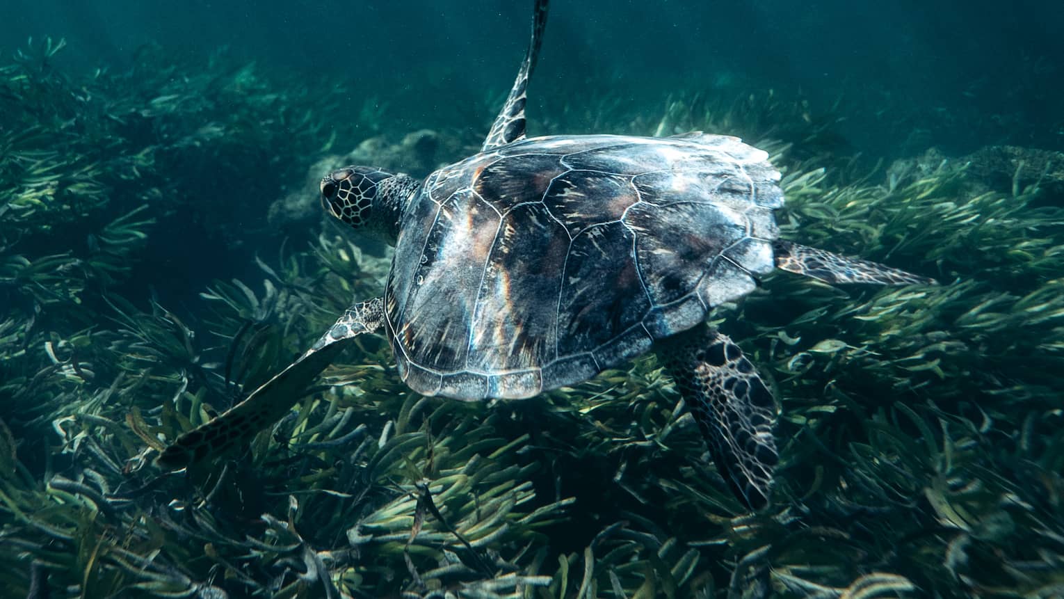 Beams of refracted sunlight illuminate a sea turtle's shell as it glides over a gently swaying kelp forest. 
