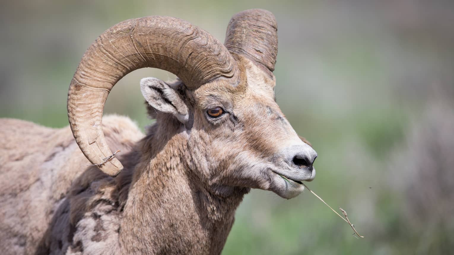 Close-up of mountain goat's head, large curved horns as it chews grass