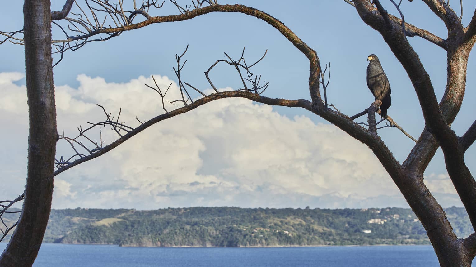 Large bird perched on a bare tree branch overlooking the bay