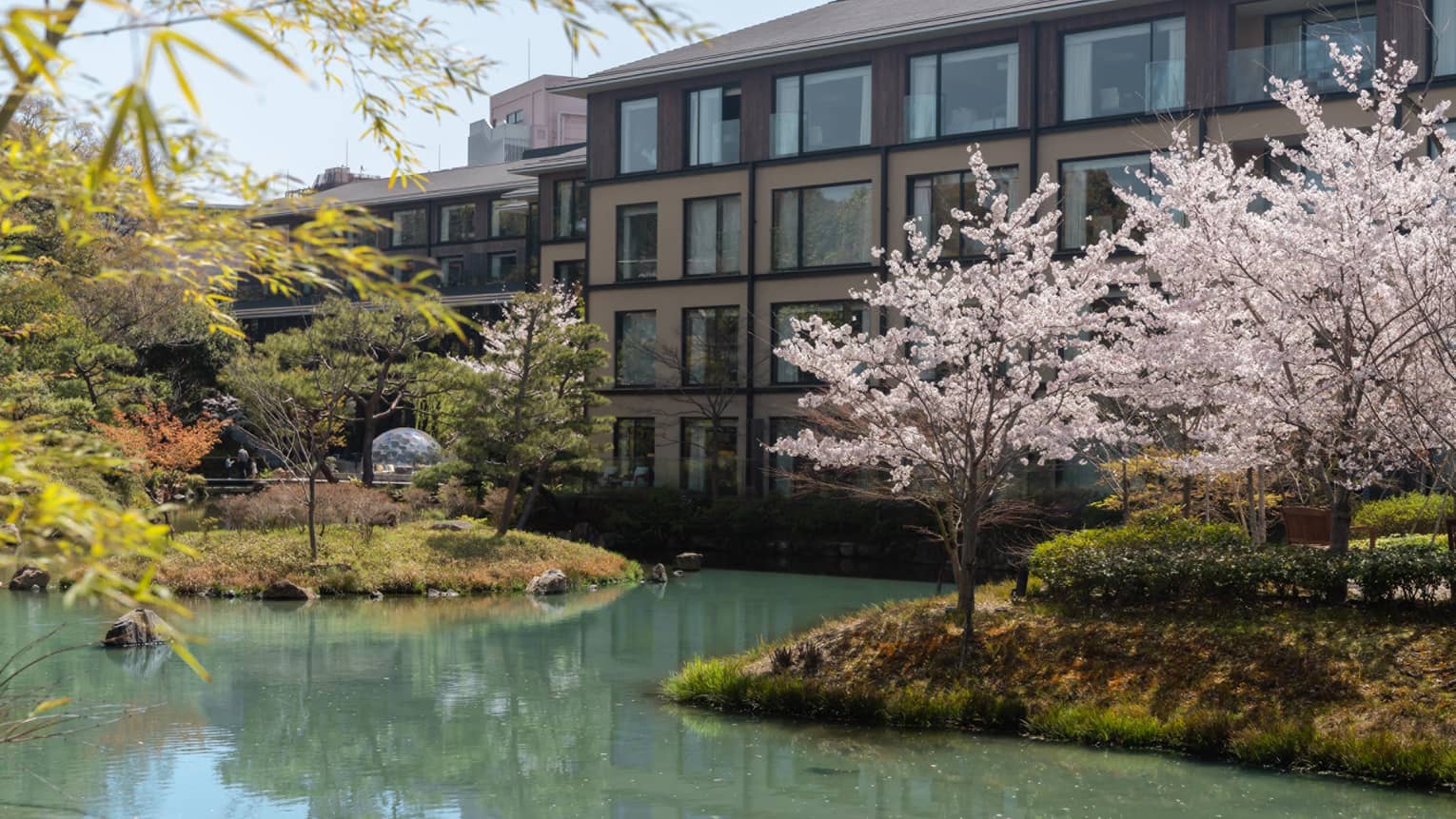 A hotel and pond with cherry blossom trees