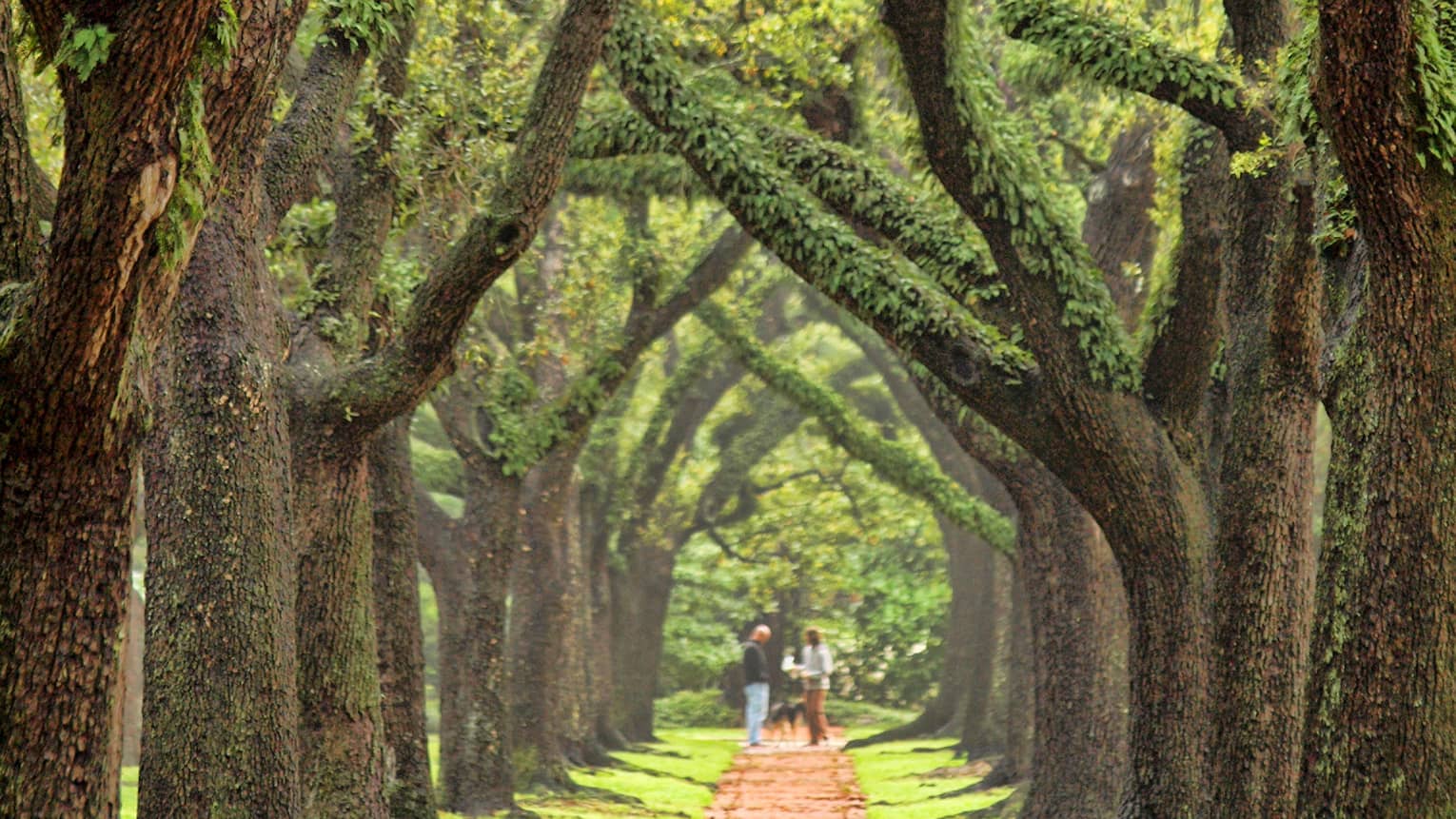 Tree-covered path in a park