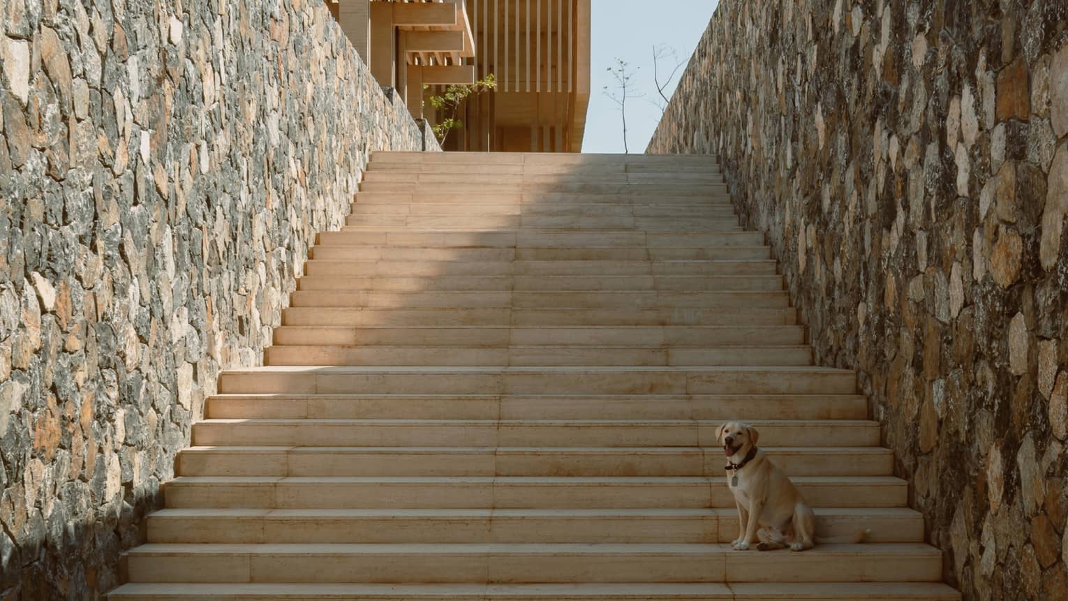 Small dog sits on wooden stairs in between two stone walls