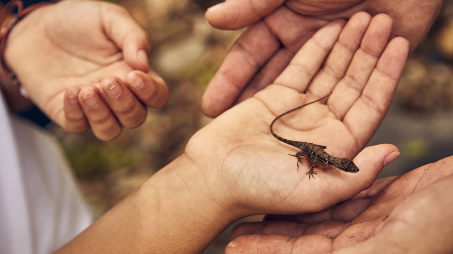 Close up of a small brown-and-black lizard being held in the palm of someones hand