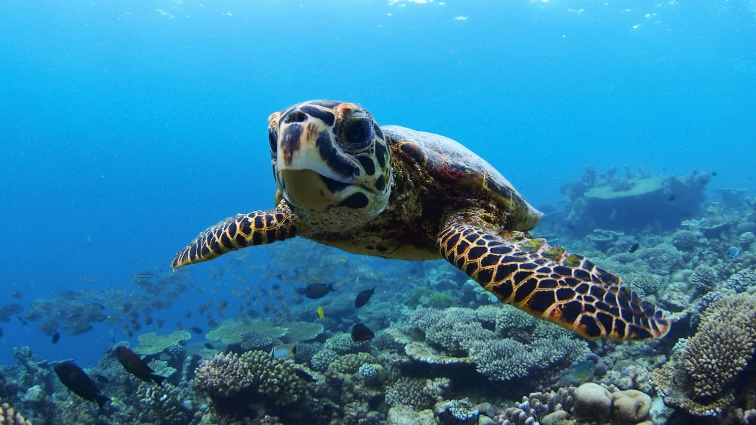 Close-up view of turtle with beak-like mouth and mottled front flippers, swimming above coral, fish below and in background.