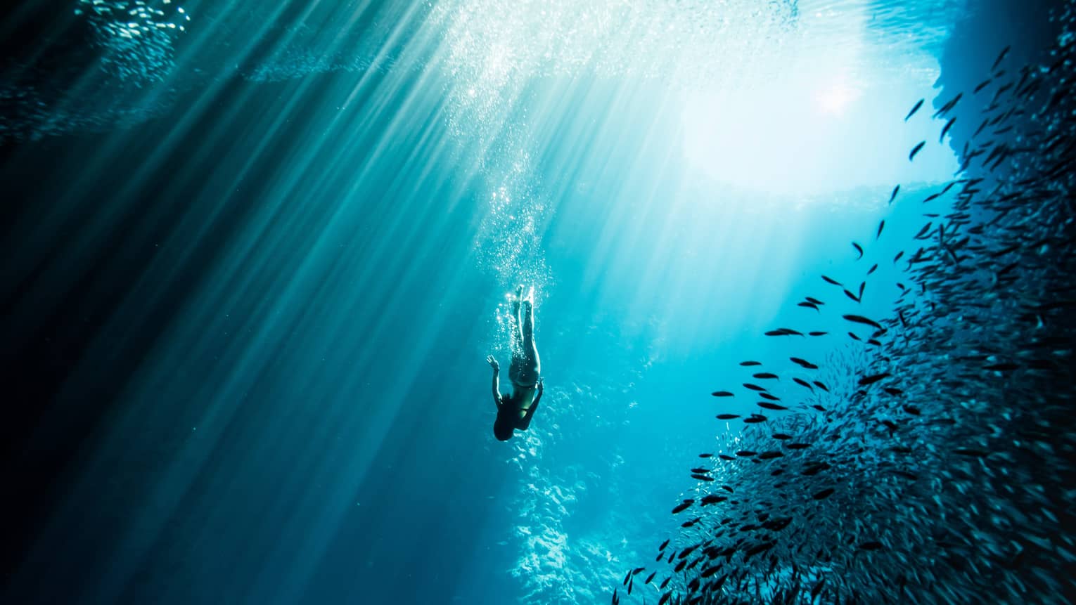 Woman diving in ocean amid pods of fish