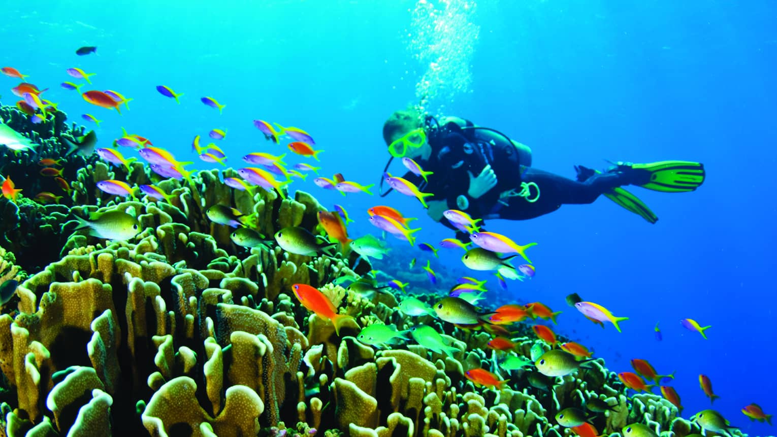 Scuba diver swims over colourful tropical fish, coral