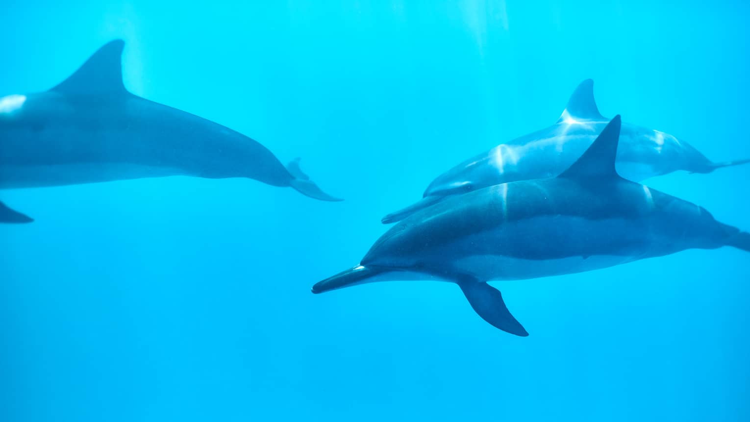 Three dolphins swim underwater in blue ocean
