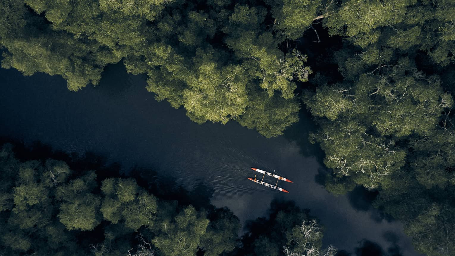 Aerial view of the mangrove forest