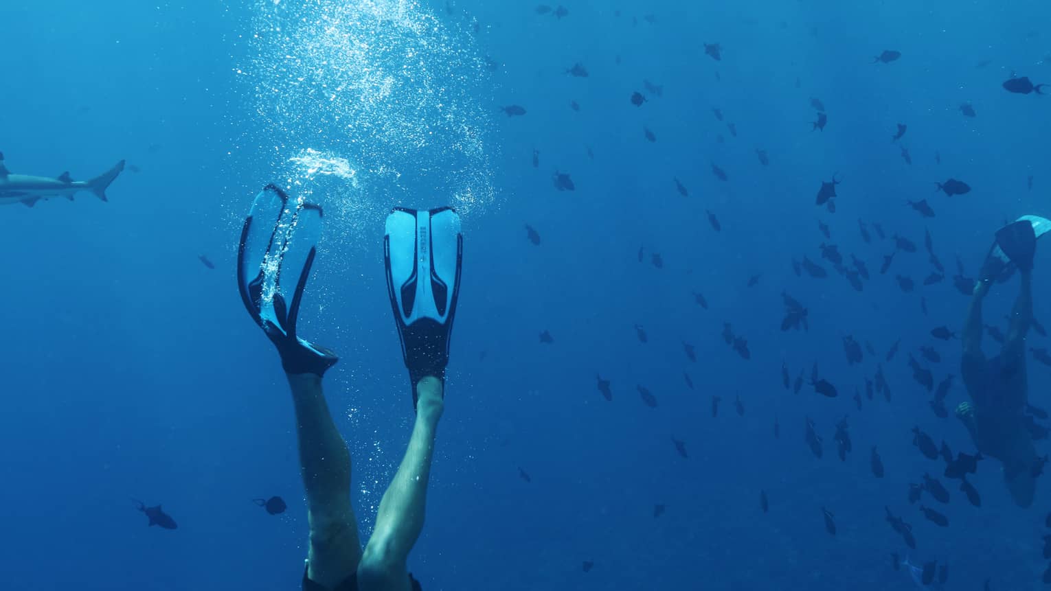 Underwater view of man diving with fins on feet near fish, lagoon shark