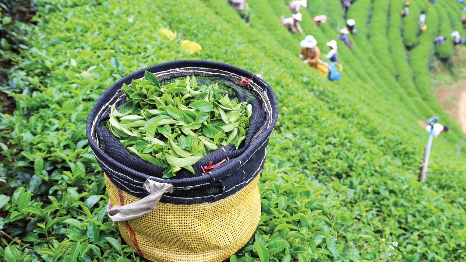 A basket filled with freshly picked tea leaves sits in a lush green tea plantation, with workers picking leaves in the background, creating a vibrant and lively scene.